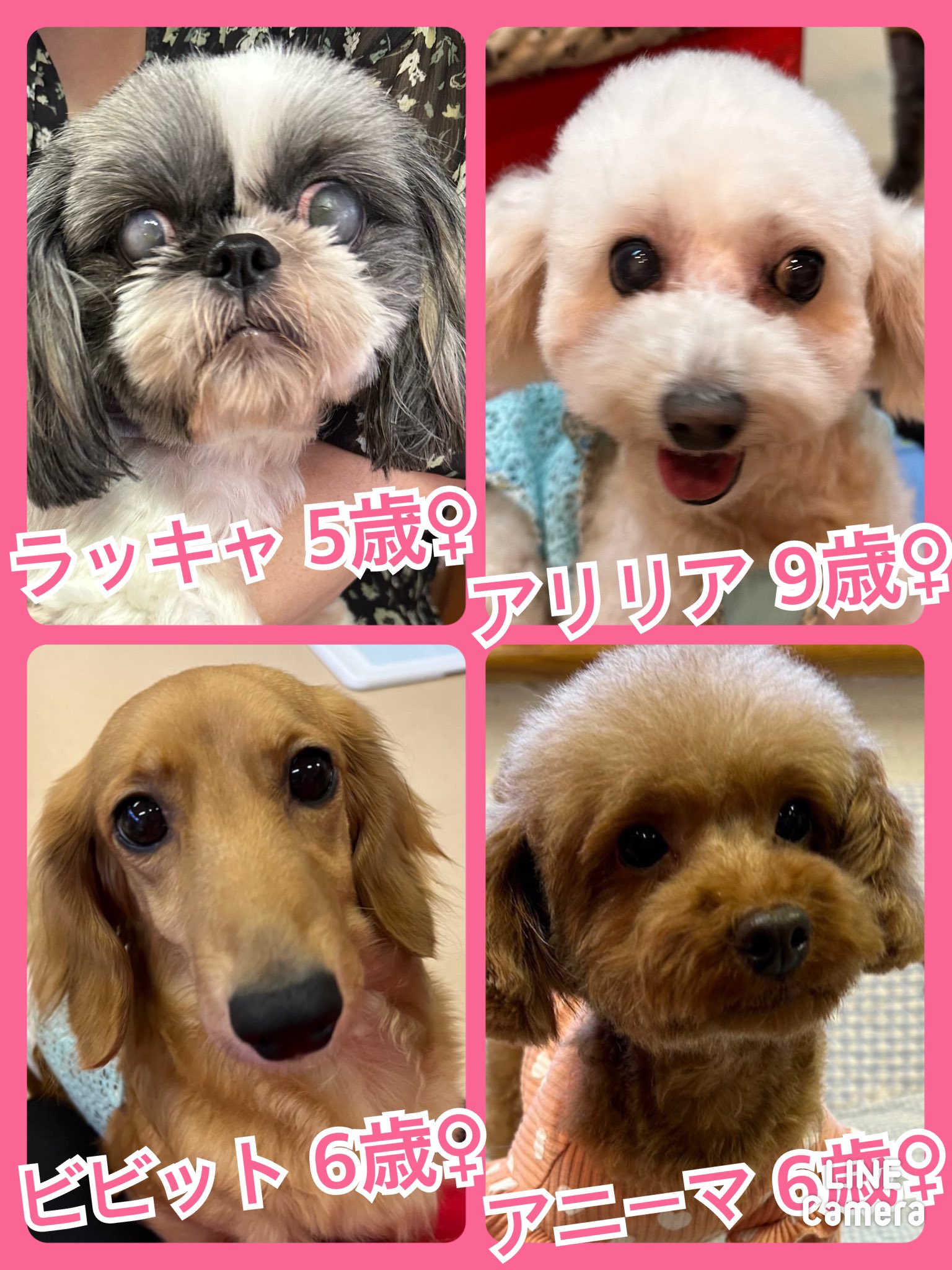 🐾今日の里親様募集中ワンコ🐶メンバーです🐾2023,9,24【保護犬カフェ天神橋店】